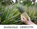 fresh pineapple held in hands...