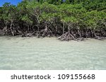 mangrove trees by the white...