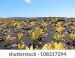 lava with small palm trees on...