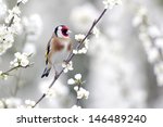 goldfinch  carduelis carduelis  ...