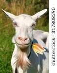 goat with a flower