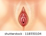 Illustration of the Human Vagina - stock vector