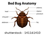 Bug vector, free vectors - Vector.me