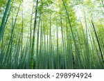 bamboo forest with young green...