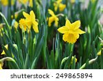 daffodil narcissus yellow...