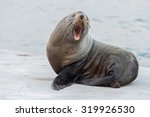 wild australia fur seal close...