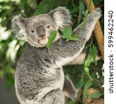 australian koala outdoors in a...