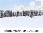 spruce forest in winter. winter ...