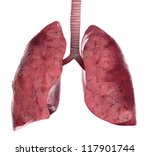 stock-photo-human-lungs-and-trachea-d-render-117901744.jpg