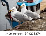 scotland  crail  seagull