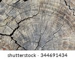 old tree stump texture...