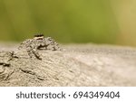 Small photo of A Jumping Spider (Marpissa muscosa) waiting to pounce on its next meal.