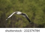 Small photo of Seagulls winter evacuate on green background at QM. Bangpu Recreation Center,Thailand.