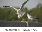 Small photo of Seagulls winter evacuate on green background at QM. Bangpu Recreation Center,Thailand.