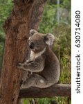 an australian native koala...