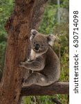 an australian native koala...