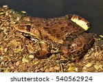 Small photo of An Indian Bullfrog at Sanjay Gandhi National Park.