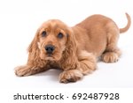 Small photo of Beautiful Cocker Spaniel puppy waits ready to pounce on white background