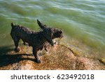 Small photo of Spanish Water Dog all wet playing in a lake. Nature portrait.
