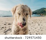 Small photo of Portrait of a beautiful lovely white dog with his tongue out in an Asian beach all wet.