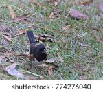 Small photo of A male Eastern Towhee (Pipilo erythrophthalmus) foraging on the ground, Autumn in GA USA.