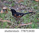 Small photo of A single male Eastern Towhee (Pipilo erythrophthalmus) foraging on the ground, Autumn in GA USA.