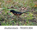 Small photo of A single male Eastern Towhee (Pipilo erythophthalmus) foraging on the ground, Autumn in GA USA.