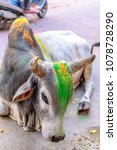 Small photo of A Colored Brahma Cattle Cow for the Hindu Festival Holi in Jodhpur India