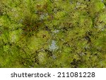 soil covered of green soft moss ...