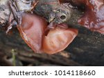 Small photo of Wild mushroom growing on a tree in the woods all wet and slimy
