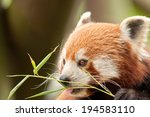 red panda eating bamboo shoots