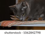 Small photo of Cat breed Russian blue gray silver-gray color with green-yellow eyes.