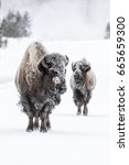 Small photo of American Bison