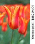 Small photo of Orange tulips in bloom outside in early spring against set against an open light grey background allowing for copy space