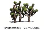 joshua tree cluster   isolated...