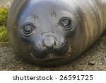 baby elephant seal in st....