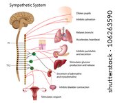 Nervous System Free Stock Photo - Public Domain Pictures