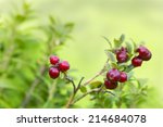Small photo of Lingonberry sprigs with ripe red berries, healthy and good to eat.