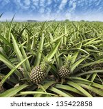 pineapple fruit on the bush