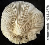 Small photo of edible mushroom head underside 1