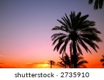 palms silhouetted against an...