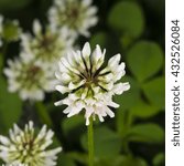 Small photo of White Clover, Trifolium repens, flower macro with bokeh background, selective focus, shallow DOF