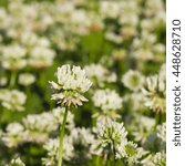 Small photo of White Clover, Trifolium repens, flower in field macro with bokeh background, selective focus