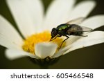 Small photo of macro photography fly sucking juice of marguerite pistils in summertime