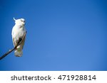 beautiful white cockatoo...