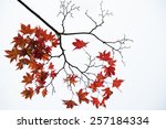 autumn branch and leaves of a...