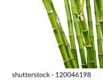 bamboo stems on white background