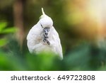a cockatoo on a tree branch ...