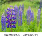 lupine field with blue flowers