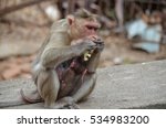 Small photo of A Bonnet Macaque Monkey along with its baby eating food.Image taken at Sanjay Gandhi National Park in Mumbai,India. Scientific Name: Macaca radiata